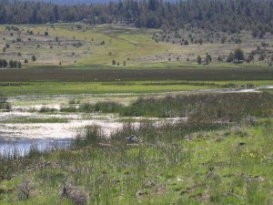 yankeejimmeadow