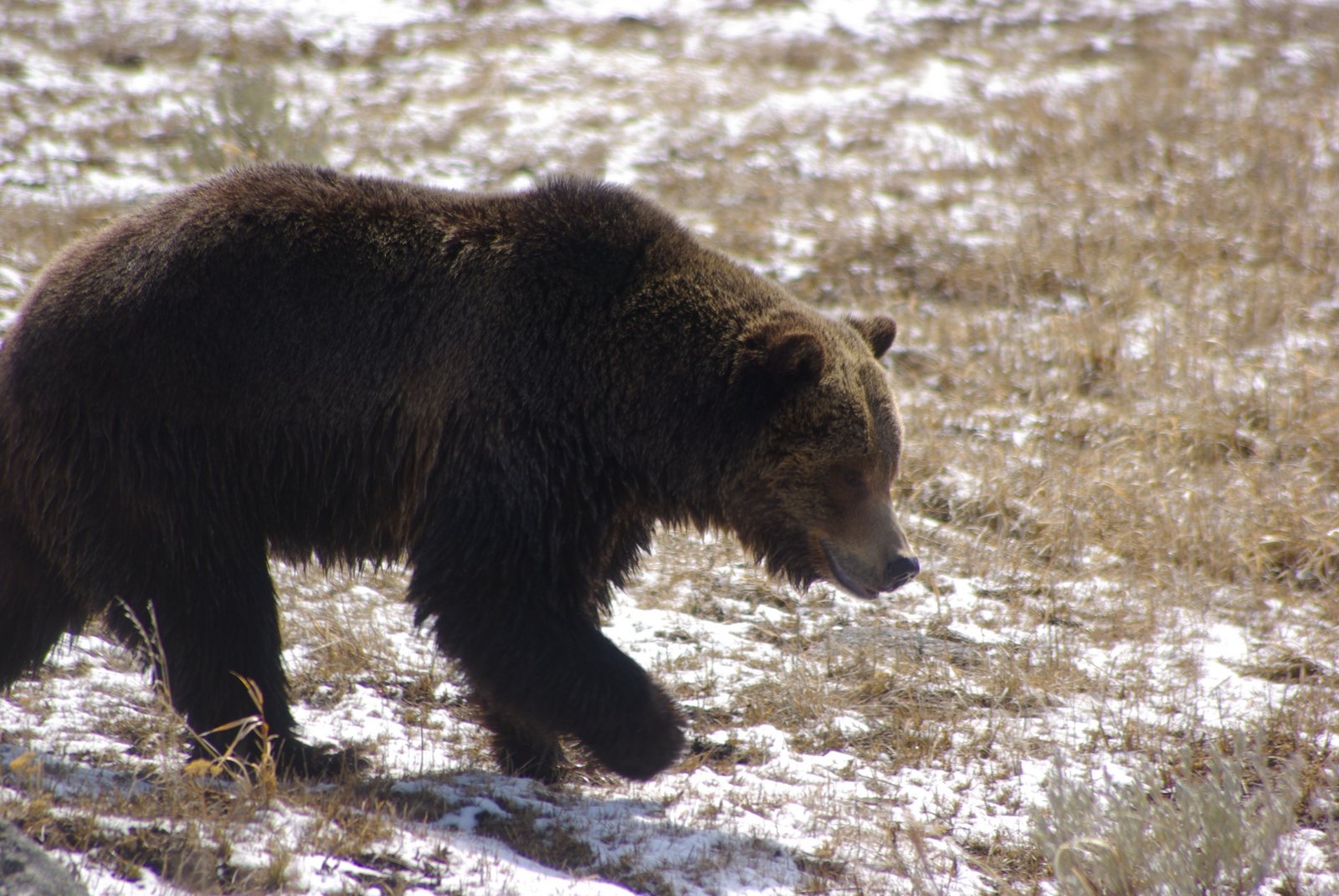 Grizzly Bear Western Watersheds Project