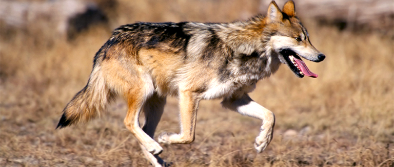 Mexican Wolf Jim Clark USFWS