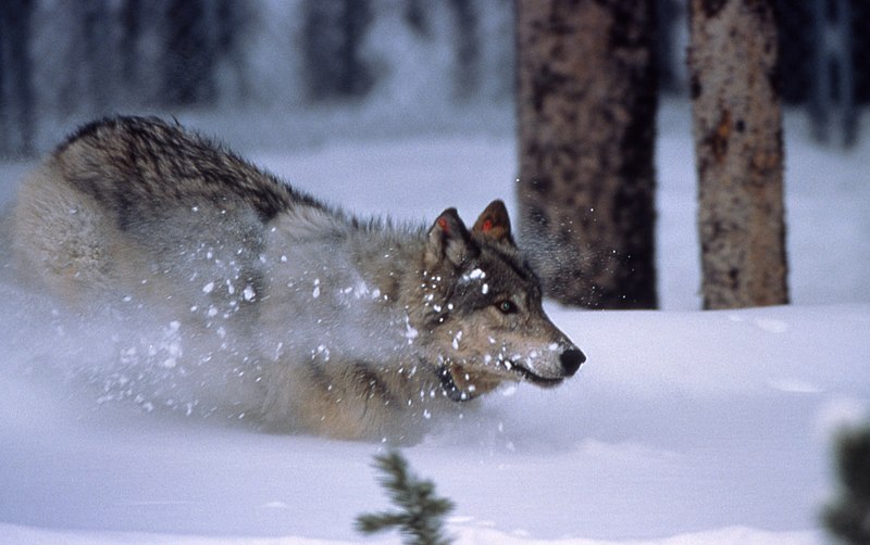 APPEALS COURT REINSTATES IDAHO WOLFKILLING CASE AGAINST GOVERNMENT