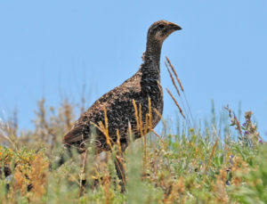 Bi-State Sage Grouse