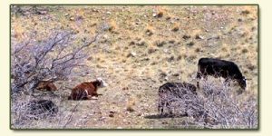 Tonto NF livestock