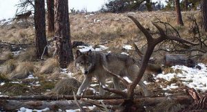 WA wolf Stuart Hurd photo