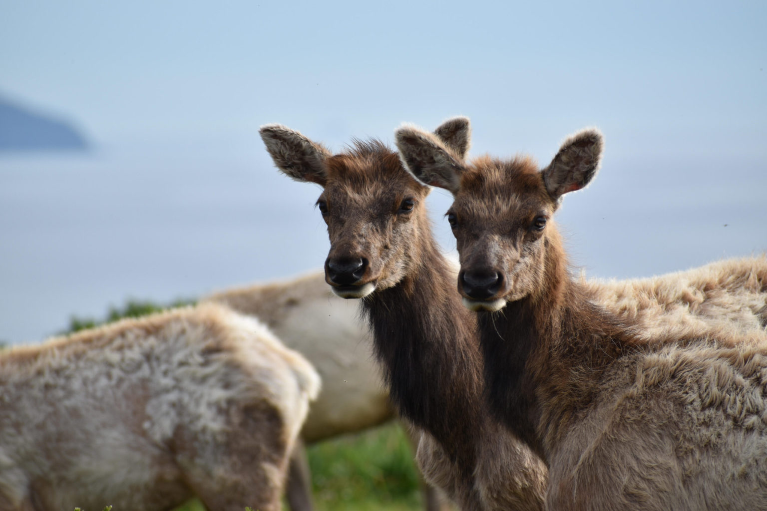 Home Western Watersheds Project
