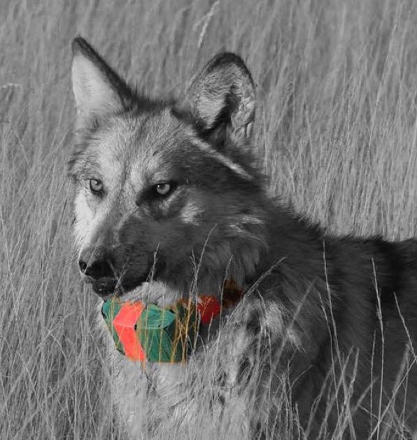 FWS photo of a lobo