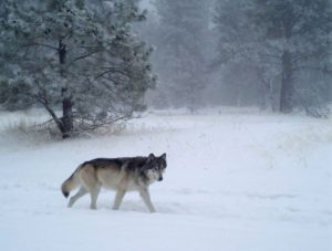ODFW photo of wolf