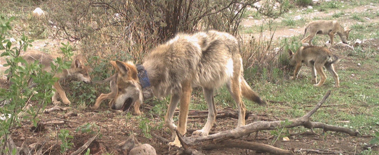 Protecting Watersheds Western Watersheds Project