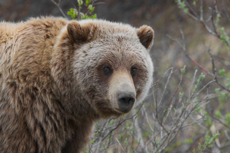Grizzly looking at camera by Gregory "Slobirdr" Smith