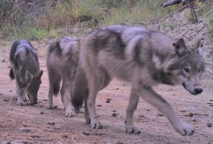 Wolf family on trail cam in WA