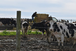 Cows in muddy feedlot.