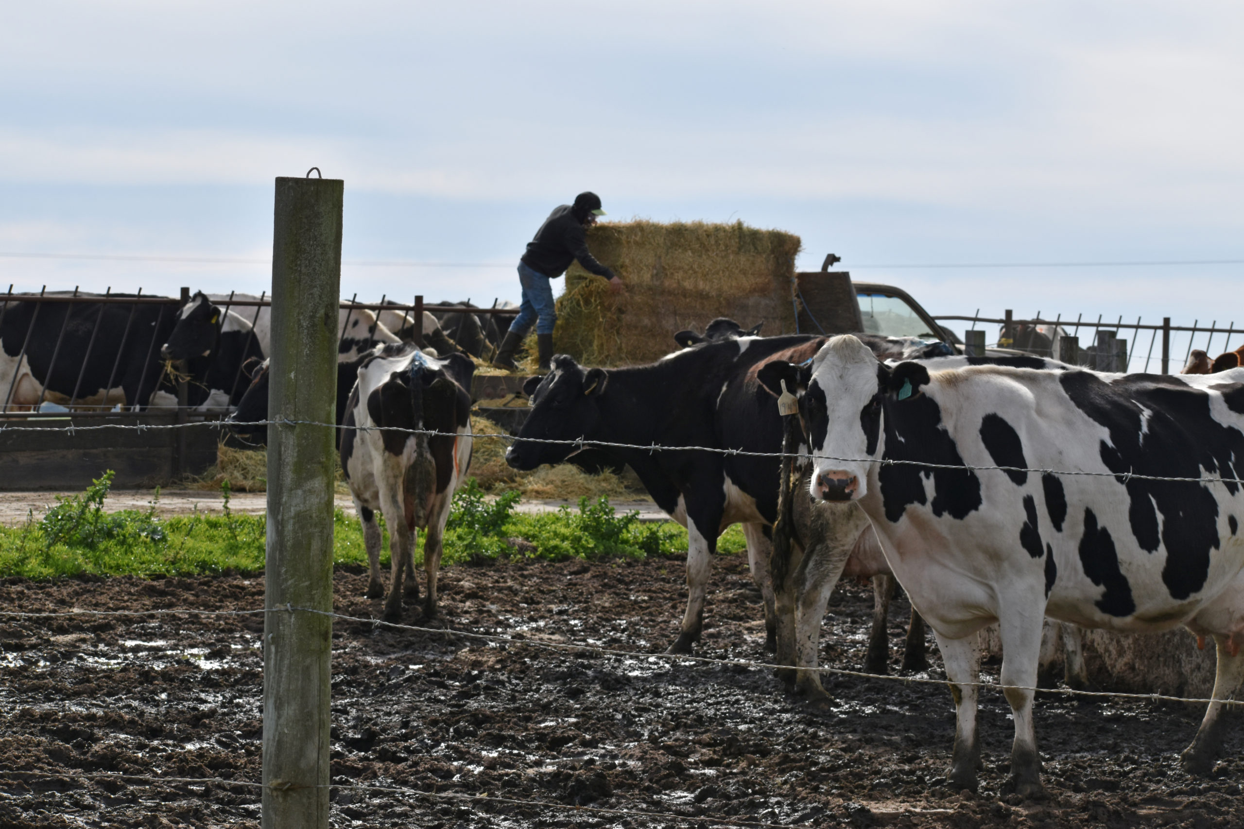 Rigorous New Study Finds Significant Water Pollution from Cattle Ranching at Point Reyes