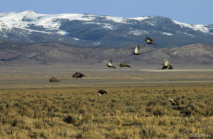 sage grouse in flight over valley