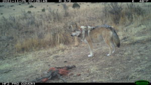 Collared male wolf on a carcass