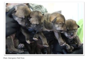 Four wolf puppies being held by person in plaid shirt