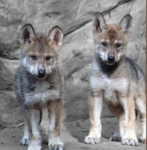 Two lobo puppies looking directly at the camera