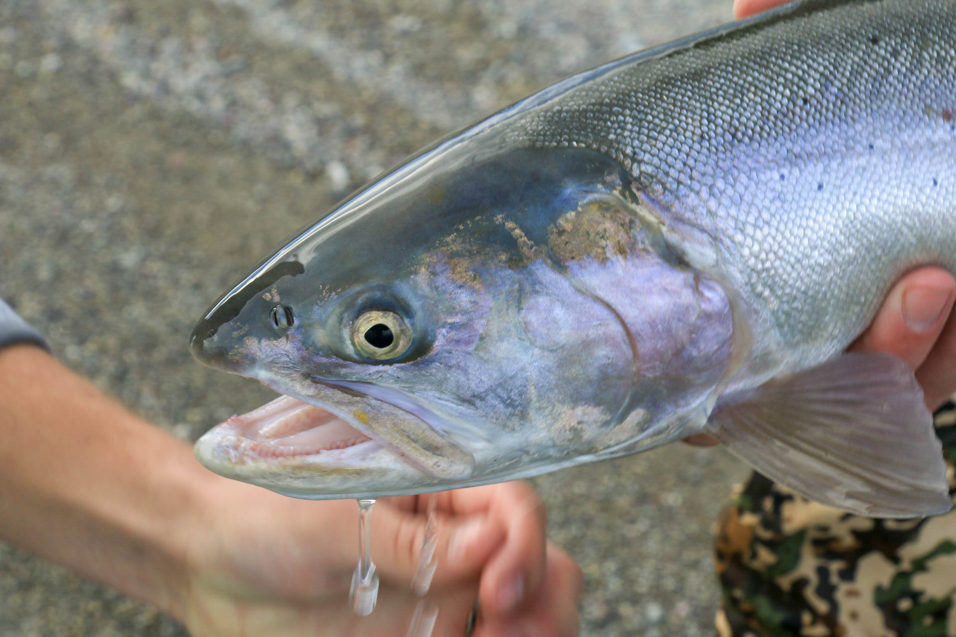 Lahontan Cutthroat Trout Western Watersheds Project