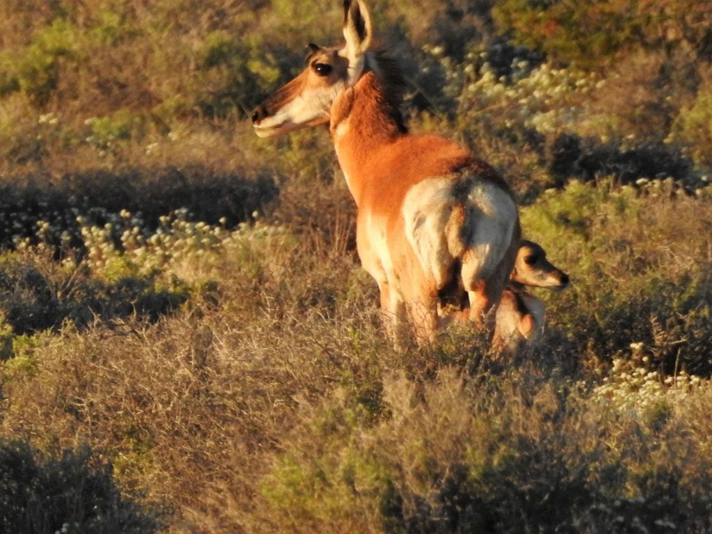Protecting Watersheds Western Watersheds Project