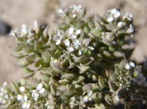 Small white flowers on gray-green leaves