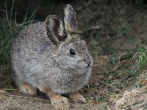 Small rabbit on brown background