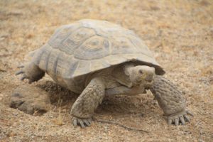 Large brown tortoise walking towards the camera on gravel surface with small dried vegetation.