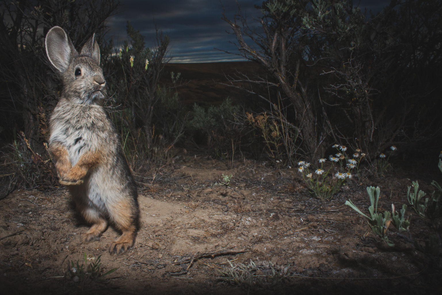Pygmy Rabbits - Western Watersheds Project