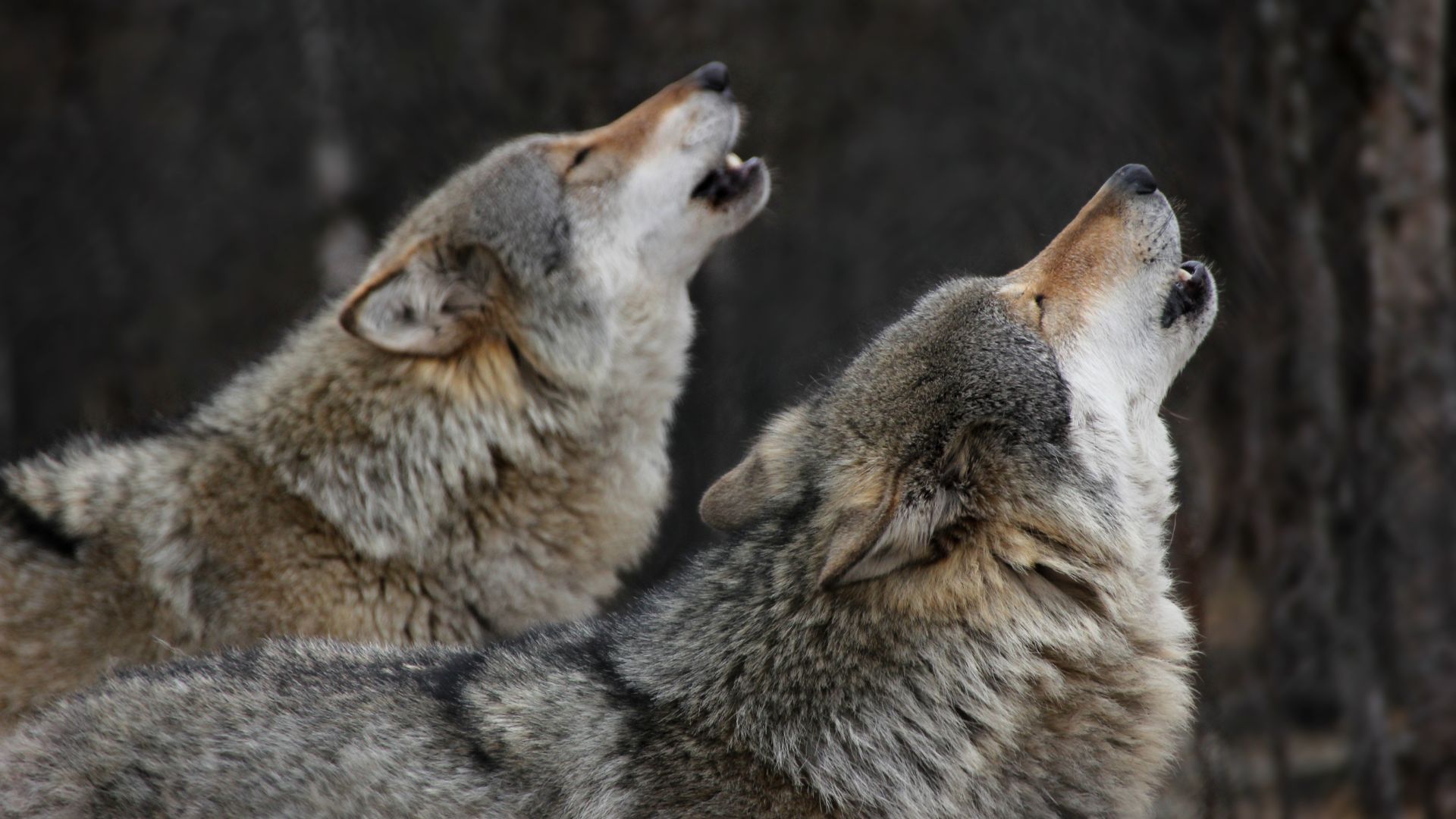 Conservation groups challenge federal decision to deny western wolves ...