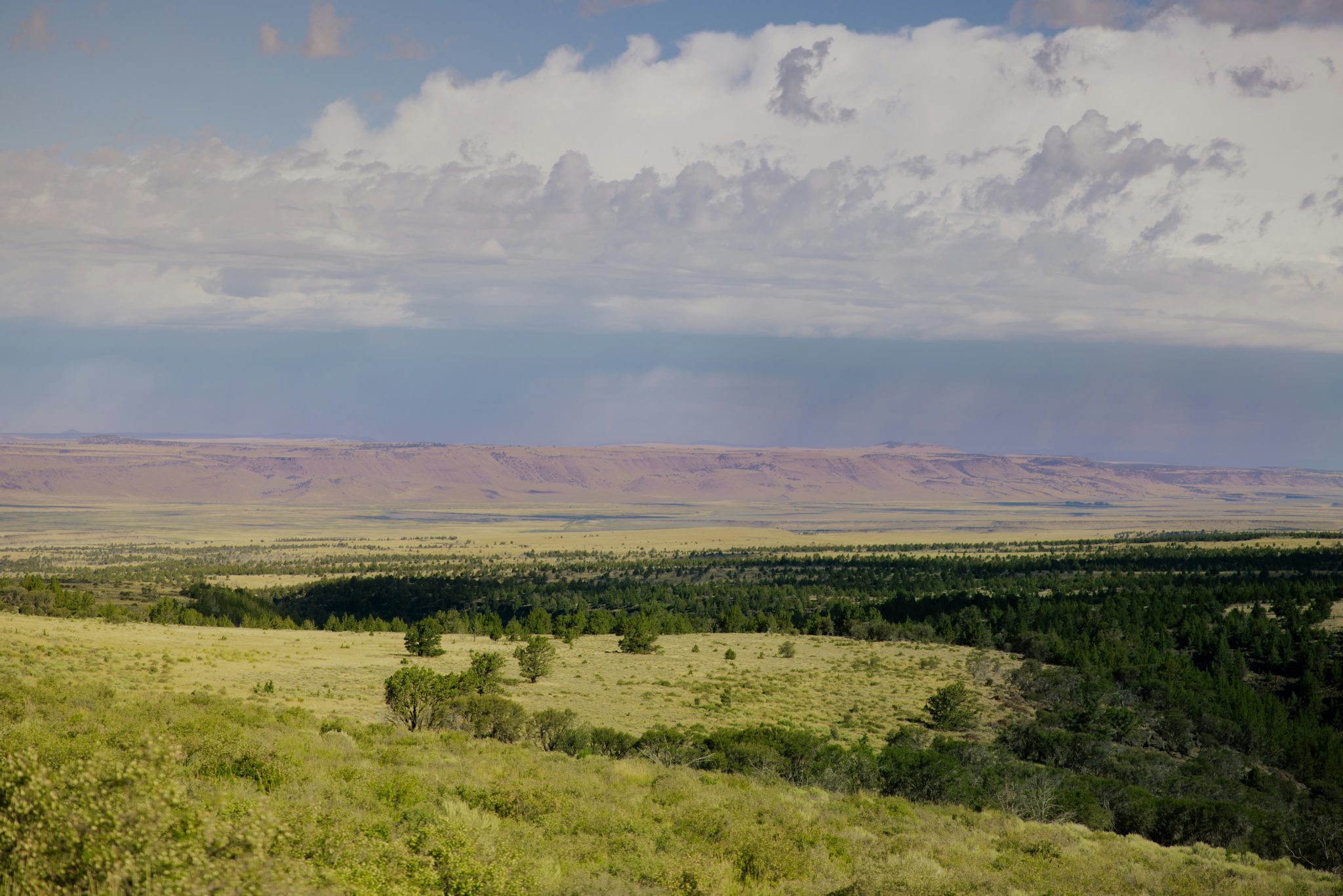 The History Of Public Lands Grazing Western Watersheds Project