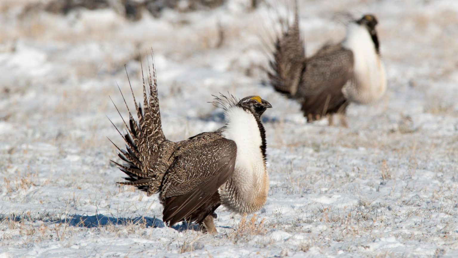 The History Of Public Lands Grazing Western Watersheds Project