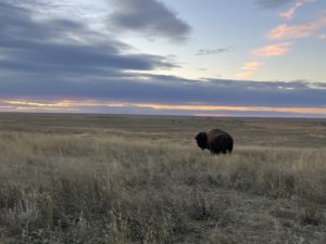 A bison standing on the plains in Montana